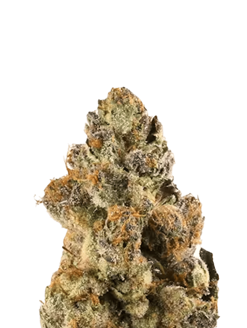 canna 1