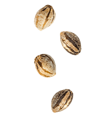 canna seeds