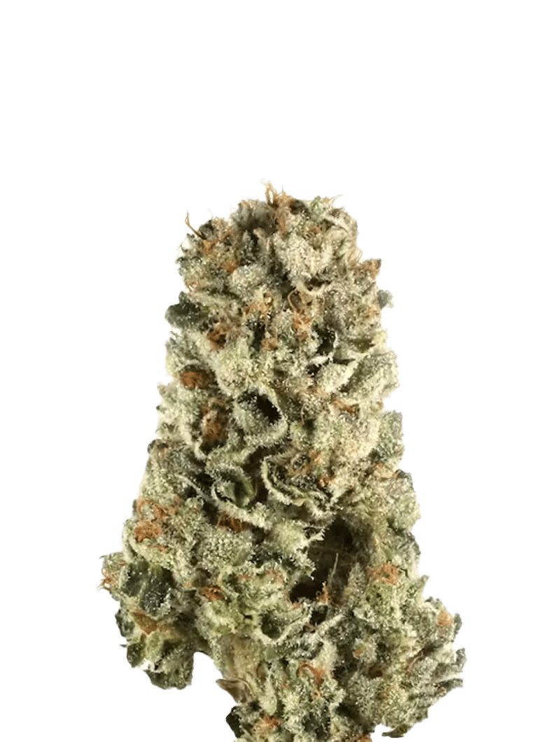 canna two