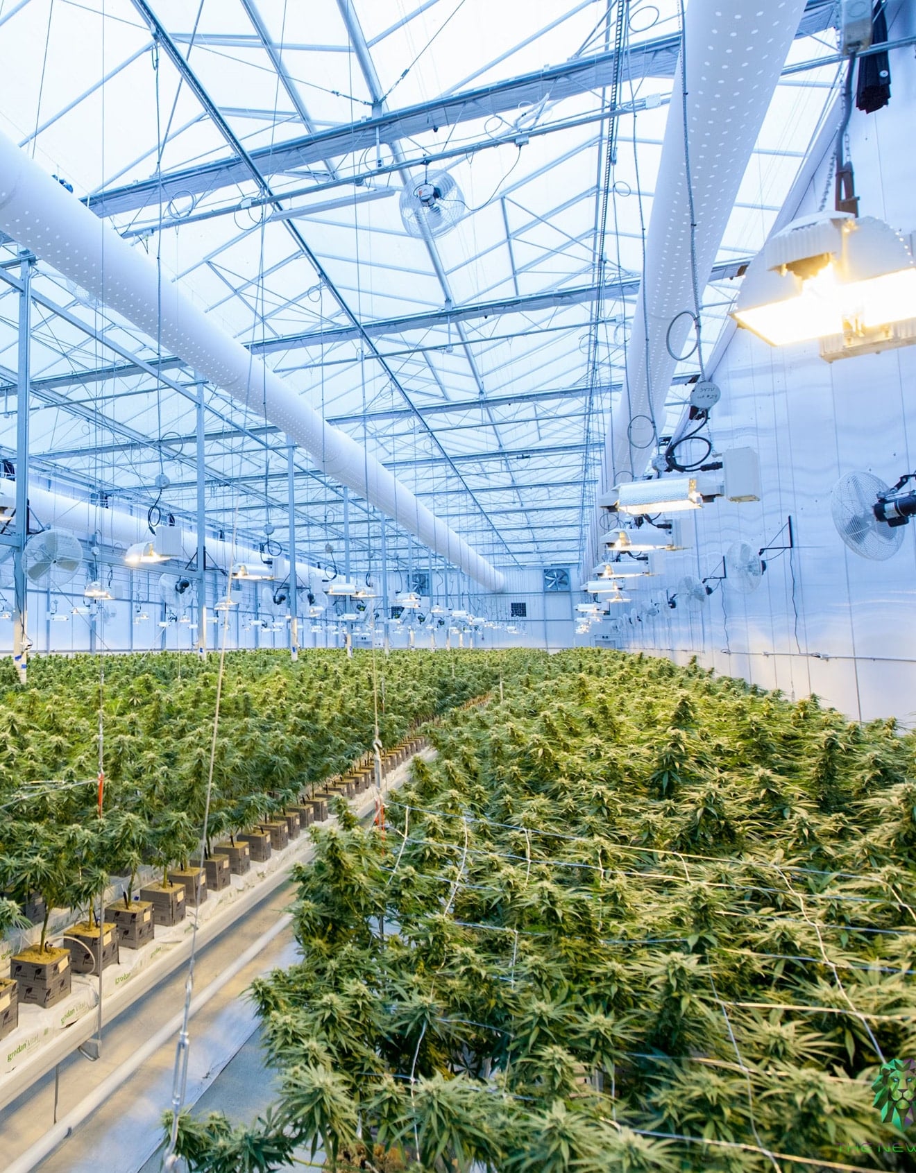 cannabis farm