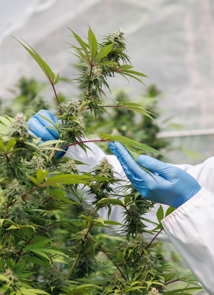 south africa medical cannabis kwantu