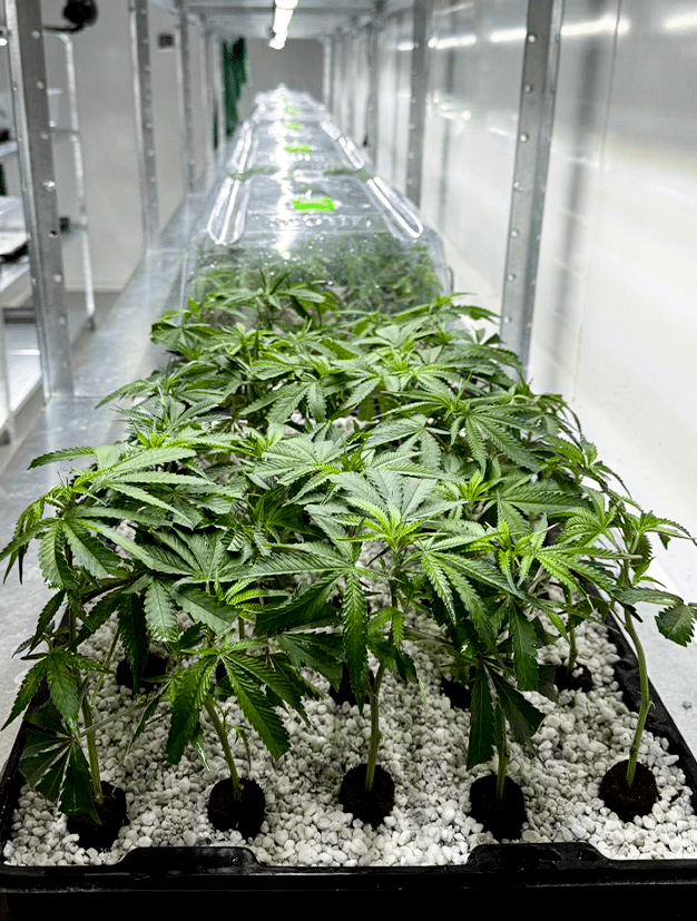 Lets Grow Together