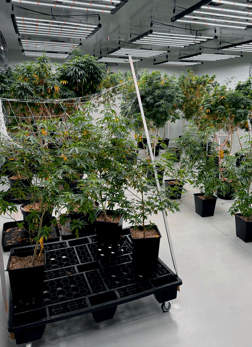 Our Genetics Offerings